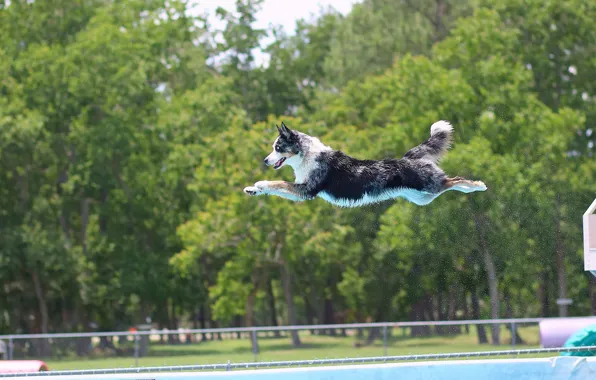 Картинка прыжок, собака, бассейн, полёт, Бордер-колли