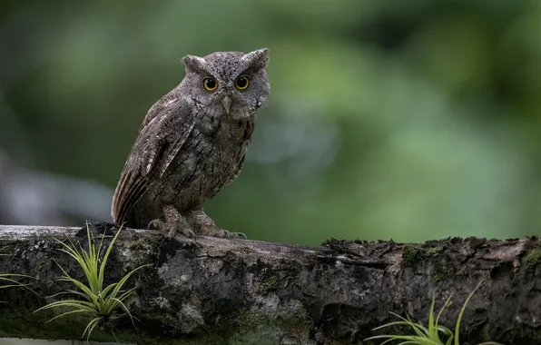 Птица, боке, сидя на дереве, Fernando Burgalin Sequeira, Pacific Screech-Owl, Megascops cooper, совка