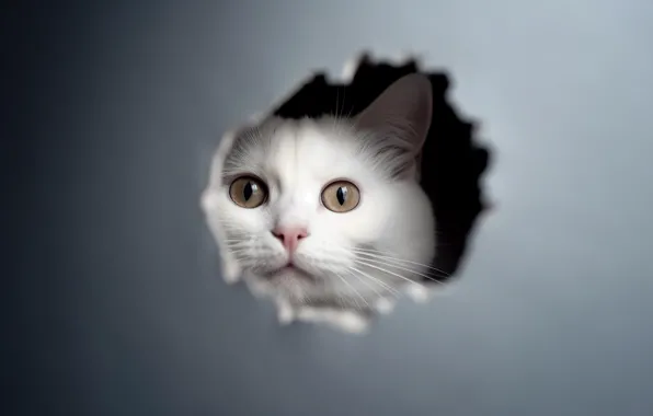 Кошка, белый, кот, взгляд, коробка, дыра, белая, дырка