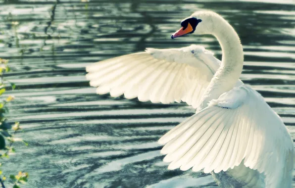 Картинка вода, крылья, лебедь