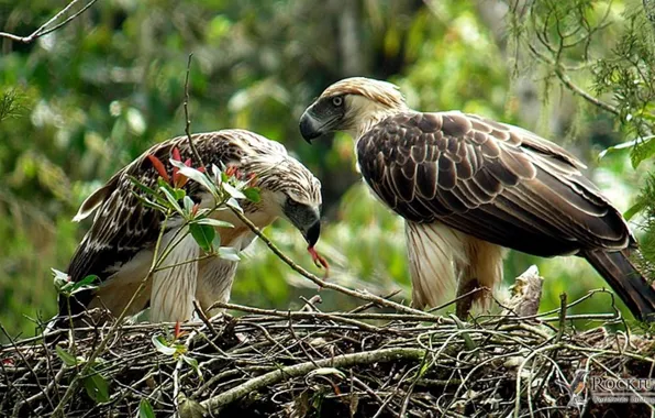 Картинка big, birds, Philippine Eagle, .Nesting pair of Philippine Eagle