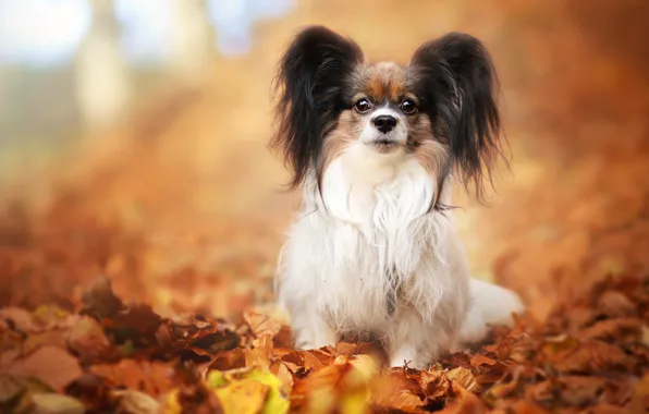 Картинка осень, взгляд, листья, поза, фон, листва, собака, щенок