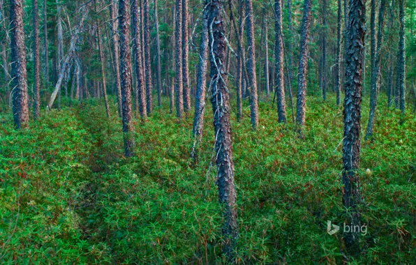 Деревья, растения, США, Миннесота, черный лес, Superior National Forest