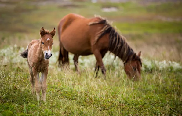 Картинка трава, малыш, лошади, семья, пастбище, пара, мама, жеребенок