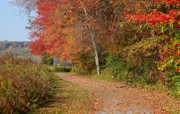 Картинка дорога, осень, небо, деревья