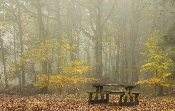 Картинка осень, туман, стол, скамья