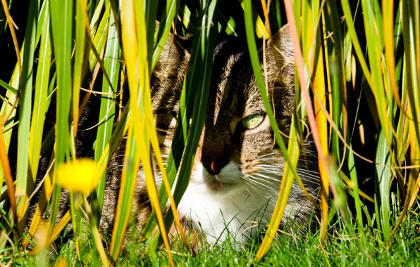 Cat, autumn, plant, meadow, hidden