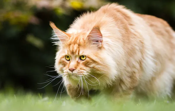Кошка, трава, кот, взгляд, природа, фон, рыжий, идет
