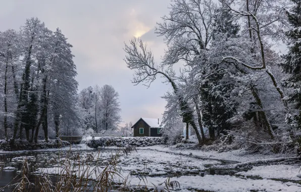 Зима, иней, лес, снег, деревья, природа, озеро, ветви