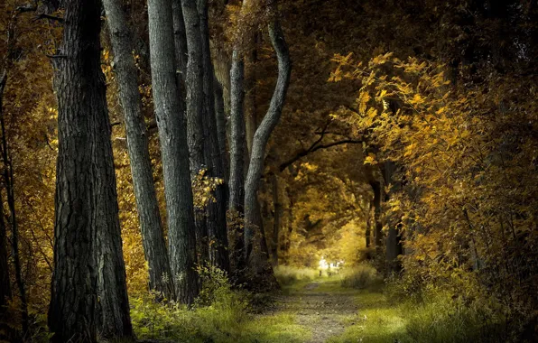 Деревья, природа, парк