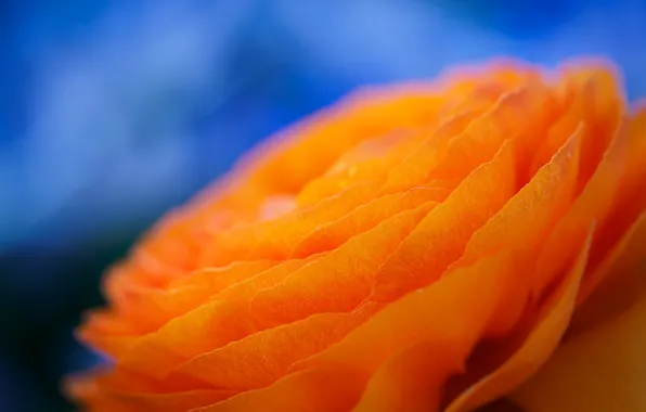Цветок, природа, лепестки, ранункулюс