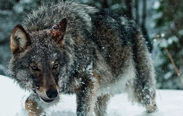 Winter, snow, animal themes, animals in the wild, brown wolf, cold temperature