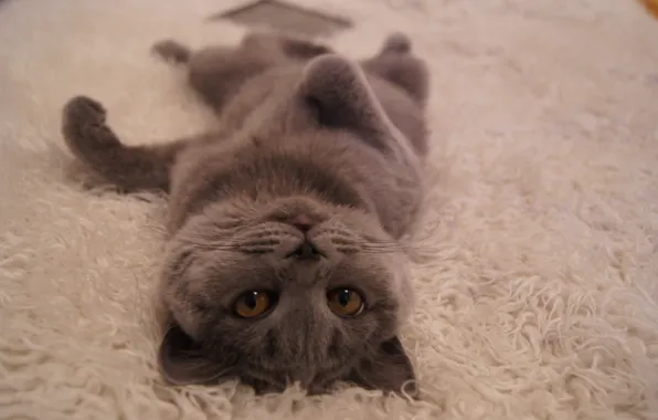 Кошка, лежит, британская