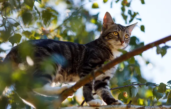 Картинка кошка, кот, деревья, ветки, листва, котёнок, боке