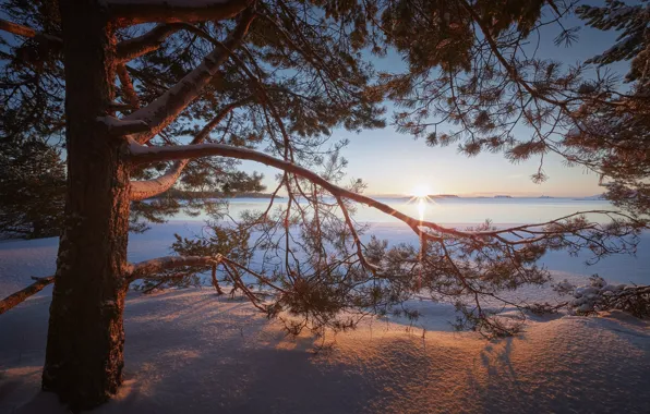 Картинка зима, снег, ветки, озеро, дерево, рассвет, утро, сугробы