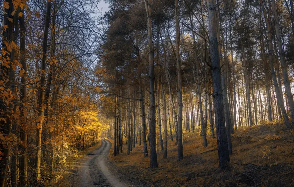 Картинка дорога, осень, лес, листья, деревья, закат, желтые