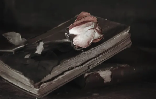 Картинка фон, розы, книга