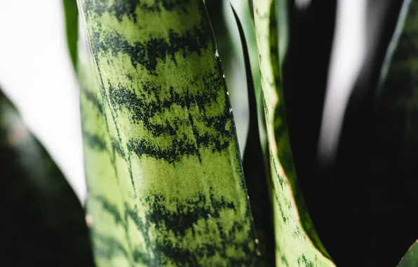 Green, plant, aloe vera