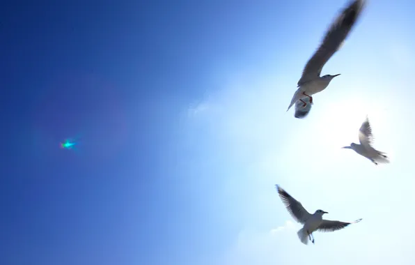 Небо, свет, птицы