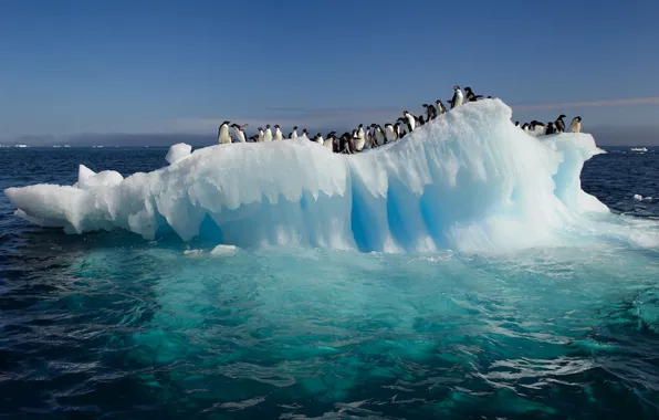 Вода, океан, пингвины, льдина, Антарктида
