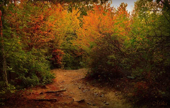 Картинка Осень, Деревья, Тропа, Fall, Дорожка, Autumn, Colors, Trees