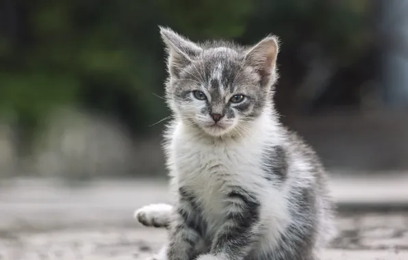 Картинка глазки, малыш, котёнок