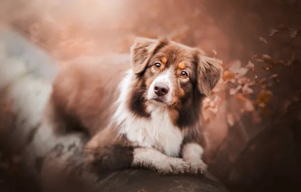 Картинка взгляд, собака, боке, Австралийская овчарка, Аусси