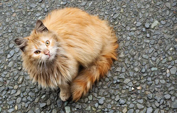 Картинка кошка, взгляд, морда, камушки
