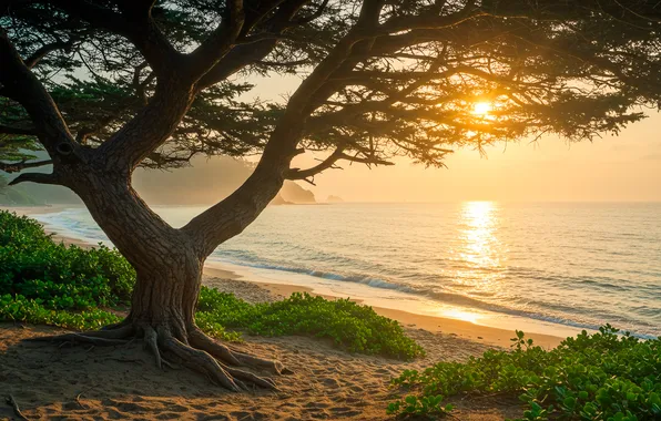 Вода, закат, дерево, берег, wallpaper, sunset, water, tree