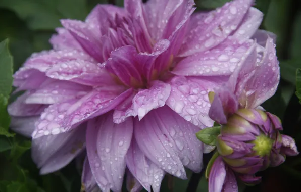 Картинка цветок, капли, макро, природа, фон, дождь, обои, растение