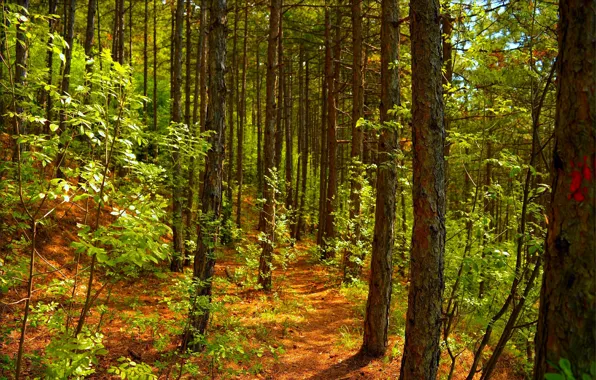 Весна, Деревья, Лес, Spring, Forest, Trees