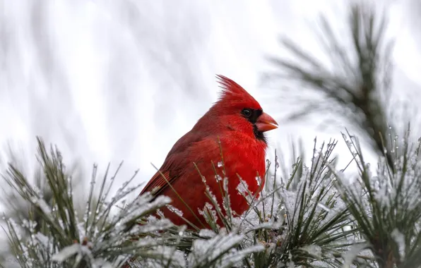 Картинка снег, красный, птица, птичка, кардинал