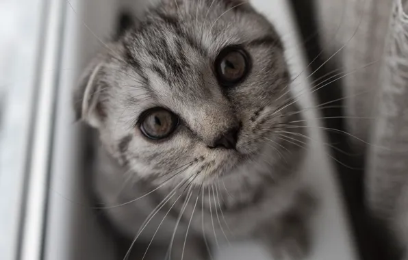 Кошка, кот, взгляд, котенок, серый, вислоухий, окно, подоконник