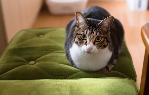 Кошка, глаза, кот, взгляд, морда, поза, зеленый, фон