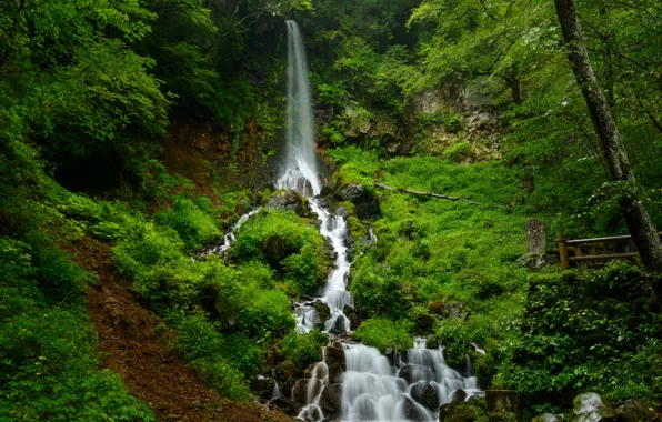 Лес, деревья, ручей, камни, обрыв, водопад, каскад, кусты
