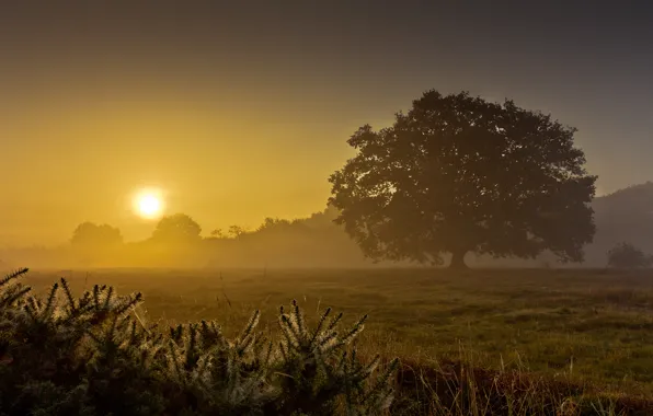 Картинка поле, лето, туман, дерево, рассвет, утро