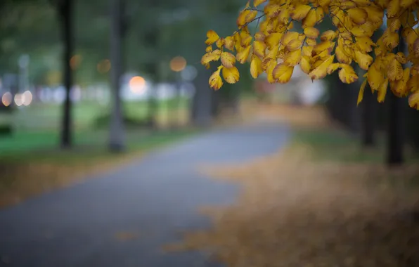 Картинка осень, листья, макро, город, блики, парк, дерево, вечер