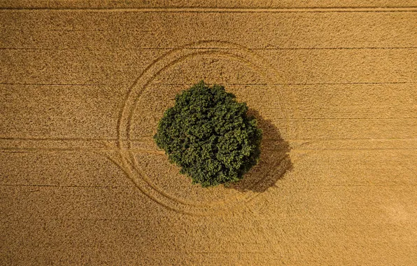 Tree, harvest, symmetry, farmland