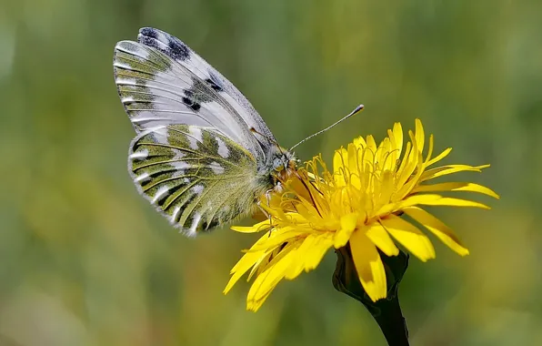 Цветок, бабочка, butterfly