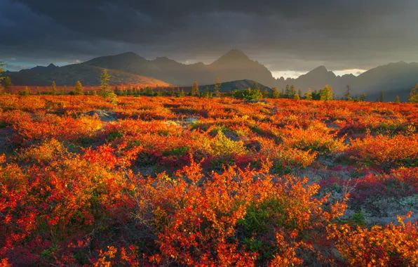 Картинка осень, пейзаж, горы, природа, туман, растительность, плато, кустарники