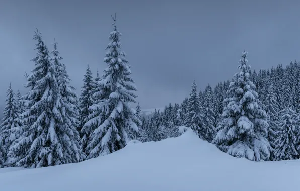 Зима, снег, деревья, пейзаж, горы, елки, forest, landscape