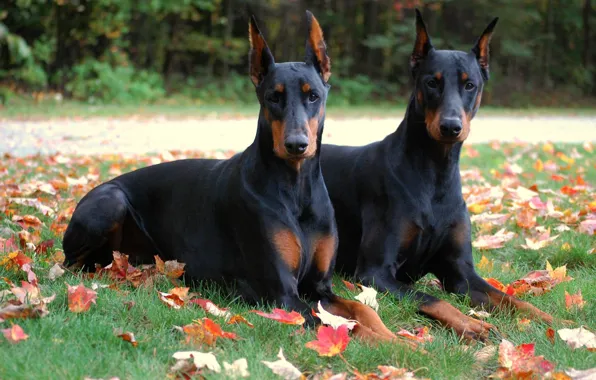 Листья, братья, park, autumn, Dogs, Animals, доберманы, Two