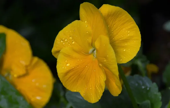 Картинка цветок, капли, макро, жёлтый, flower, yellow, macro, drops