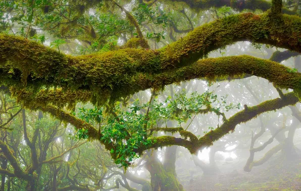 Картинка листья, деревья, ветки, туман, Португалия, лавр, Madeira Natural Park