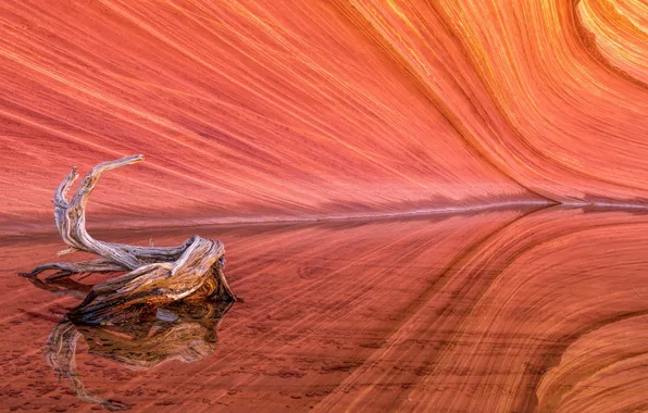 Картинка Coyote Buttes, Wave, Red Rock