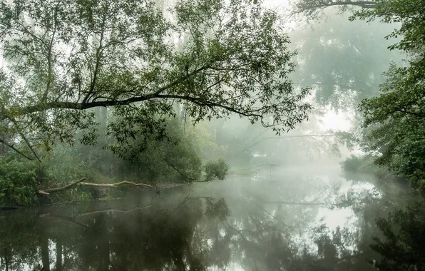 Картинка лес, трава, деревья, пейзаж, природа, туман, река, растения