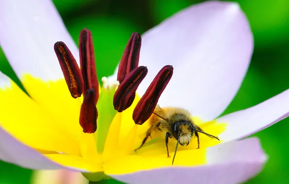 Картинка цветок, пчела, тюльпан, лепестки, насекомое