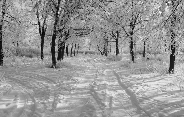 Снег, Зима, утро, черно-белое фото, деревья в снегу