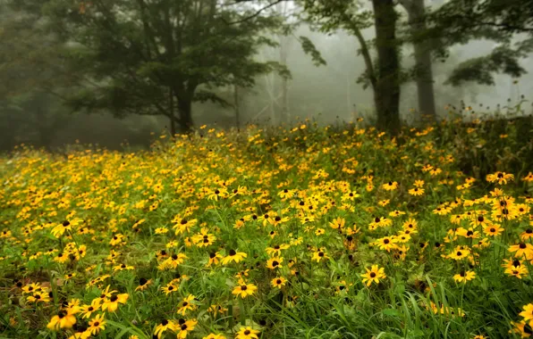 Лето, цветы, природа