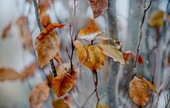 Листья, снег, ветки, дерево, желтые, осенние